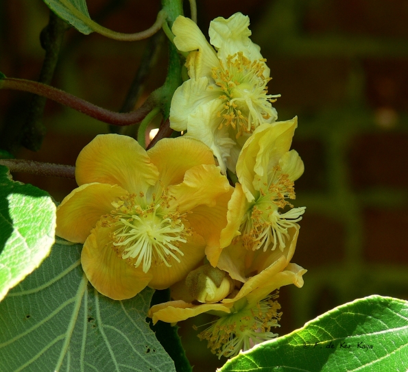 Bois des Moutiers (14) Summer 2012